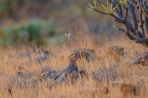 Photo barbary partridge alectoris barbara el hierro spain