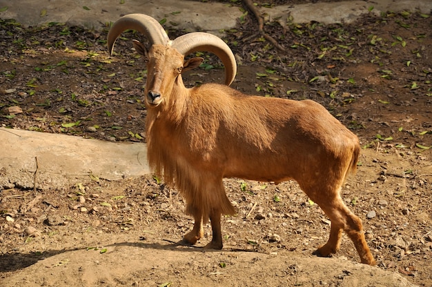 Photo barbary sheep