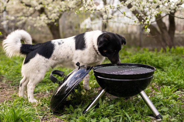 Barbecue staat in een weiland tussen het groene gras. Picknicken in de natuur. hond in de buurt