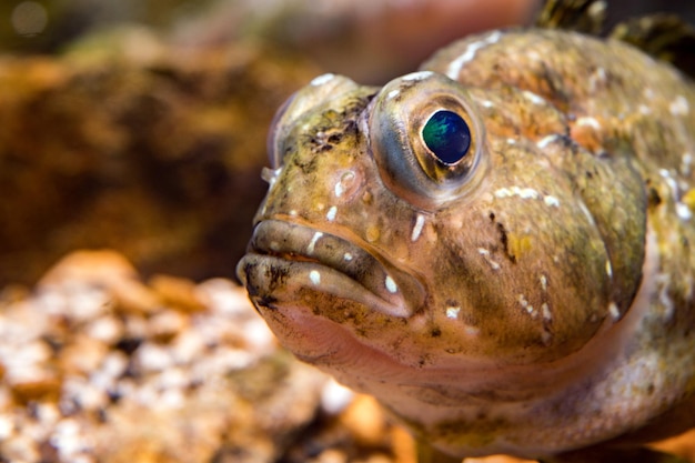 Barbed plunderfish antarctic fish detail