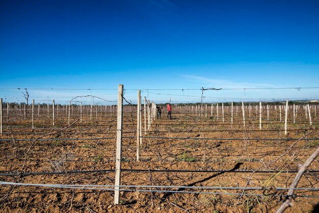 Barbed wire fence on field against clear blue sky