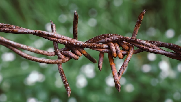 Barbed wire on fence on a green background