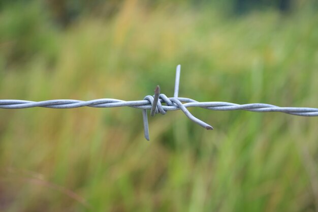 Barbed wire fence and green field closeup