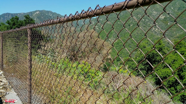 Recinzione di filo spinato e piante che crescono nel campo contro il cielo viste attraverso la recinzione a catena