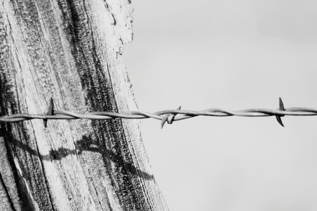 Photo barbed wire fence