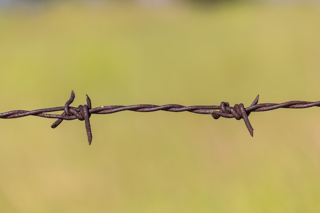 barbed wire