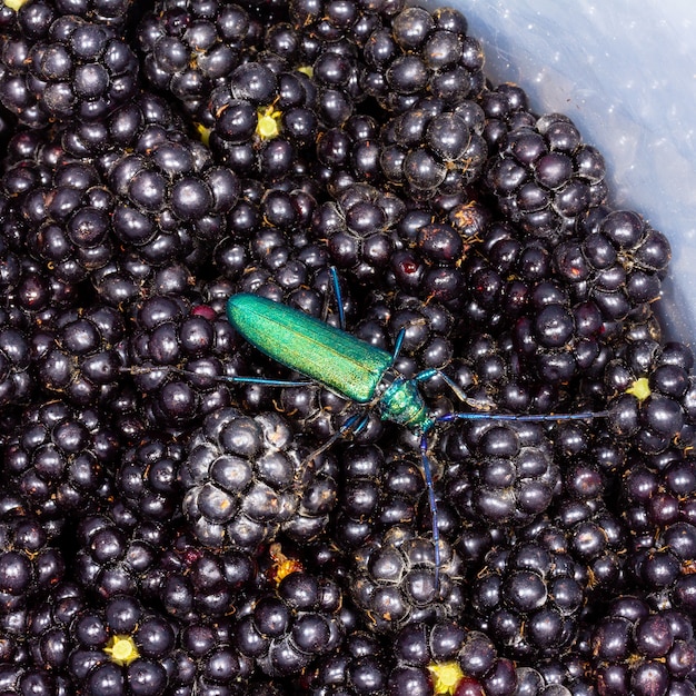 Barbel musk beetle (Aromia moschata) on blackberry berries close-up top view