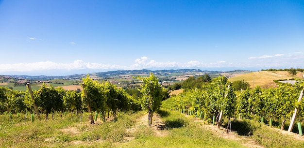 Barbera vineyard in Piedmont Piemonte region Italy Countryside landscape in Langhe area