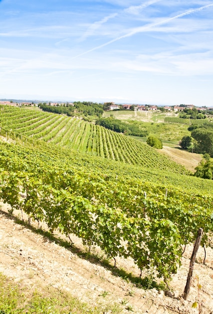 Barbera-wijngaard tijdens het lenteseizoen, Monferrato-gebied, het gebied van Piemonte, Italië