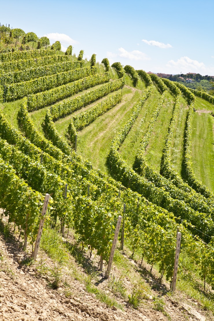 Foto barbera-wijngaard tijdens het lenteseizoen, monferrato-gebied, het gebied van piemonte, italië