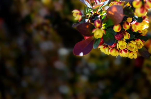 Barberry Berberis thunbergii with yellow flowers