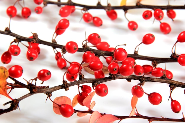 흰색 배경에 격리된 붉은 익은 열매가 있는 매자나무(Berberis vulgaris) 지점