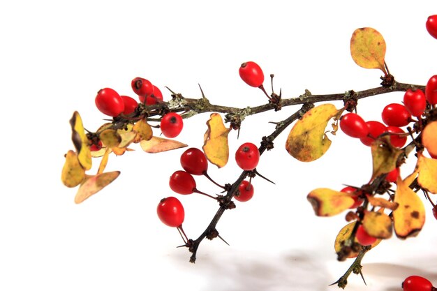 흰색 배경에 격리된 붉은 익은 열매가 있는 매자나무(Berberis vulgaris) 지점