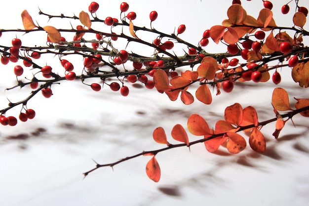 Ветка барбариса (Berberis vulgaris) с красными спелыми ягодами на белом фоне