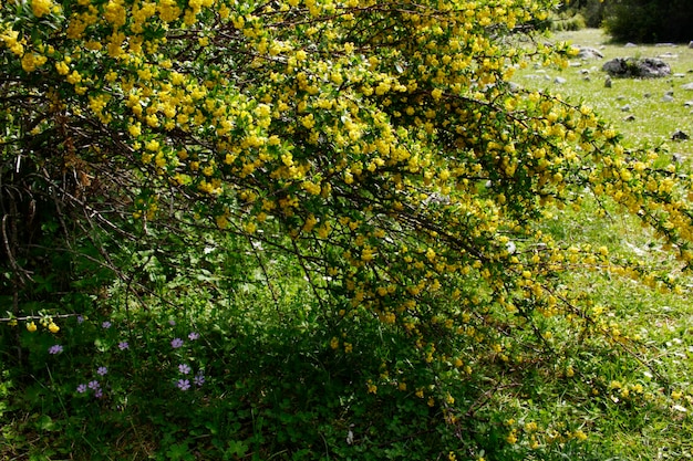 Barberry branch blooming in the garden