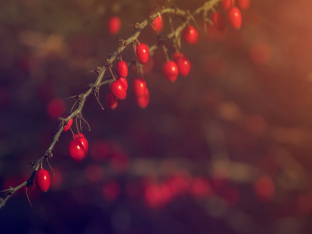 Barberry on a branch on a dark table.