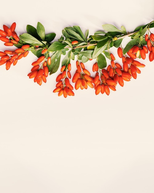 Image of Ripe barberries on branch with green leaves