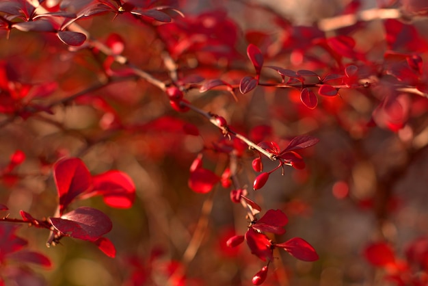 Barberry bush aesthetics of autumn landscape bright colors of autumn selective focus blurred background nature of the Black Sea coast Krasnodar region Russia