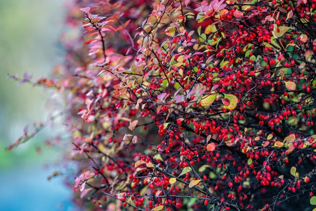 Barberry bush with red fruits closeup