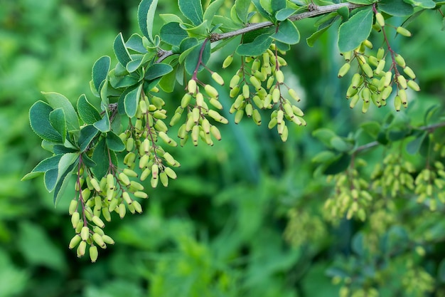 Barberry ripen on the branch