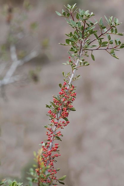 Barberry shrub with red berries