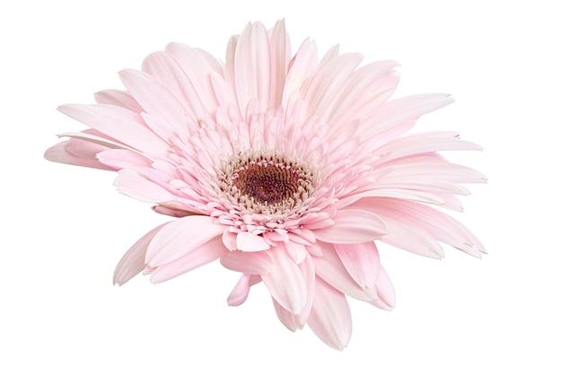 Barberton 데이지 꽃, Gerbera jamesonii, 클리핑 패스와 함께 흰색 배경에 고립