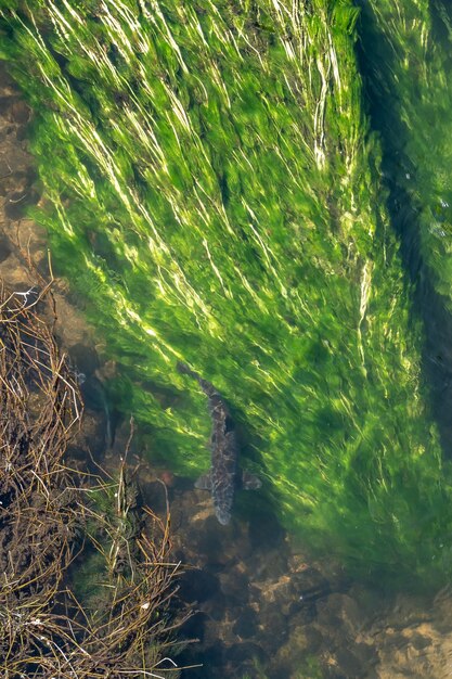 Photo barbo fish swimming and looking for food brought by the current of the clear water river, overhead view.