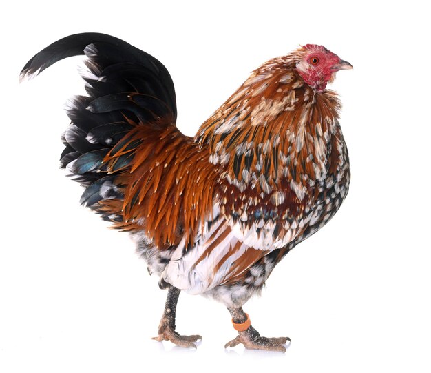 Barbu d'Anvers rooster