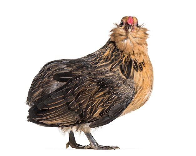 Barbu de Grubbe chicken, standing against white background