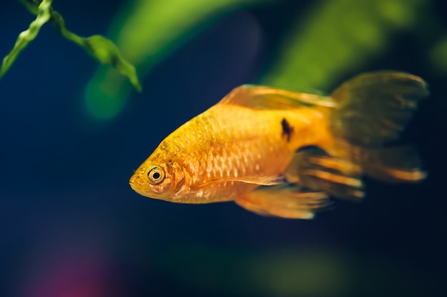 Barbus fish close-up.