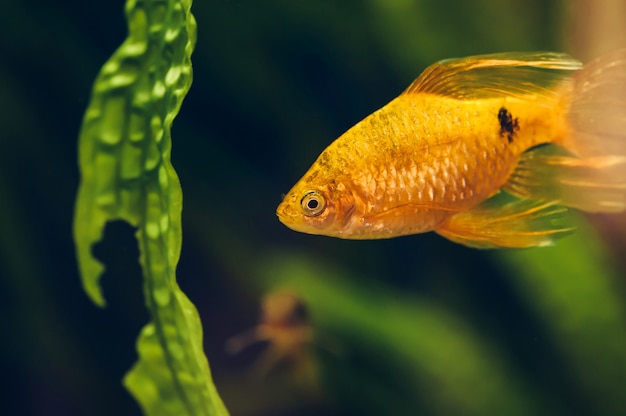 The barbus floats in the home aquarium close up