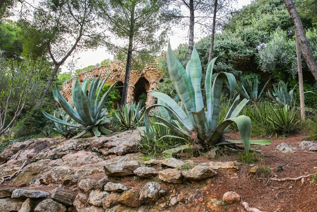 BARCELONA SPAIN OCTOBER 15 2018 Park Guell in Barcelona Stone walls and palm trees Huge cacti Beautiful architecture