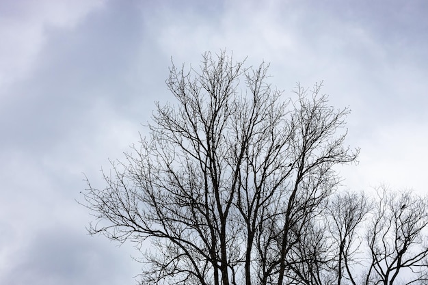 Bare black trees under gray cloudy sky in autumn