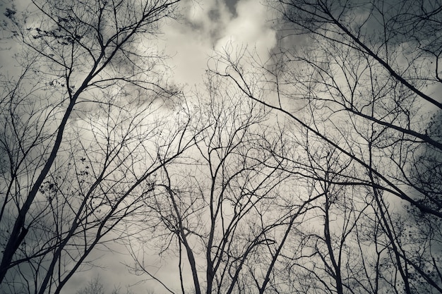 Bare branches against a dark sky