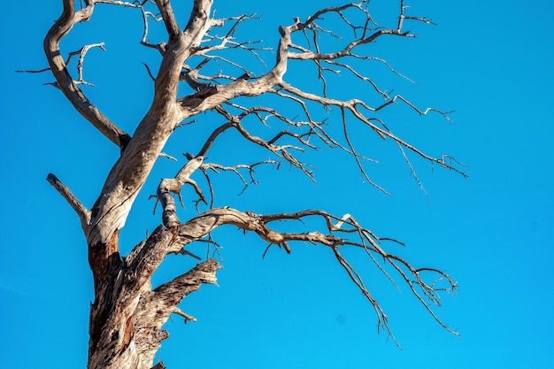 Bare branches of a dry tree against a blue sky