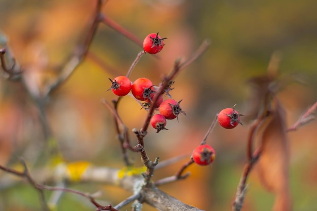 熟した赤い果実を持つブドウの裸の枝