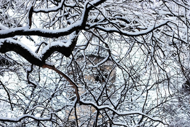 冬の裸の枝