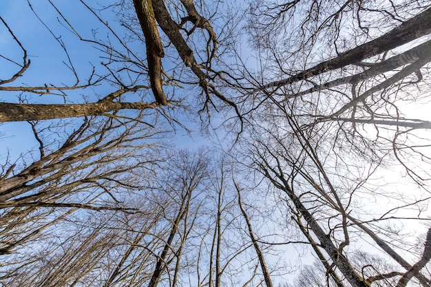 Bare crowns and clumsy branches of huge oak trees growing in blue sky in sunny day