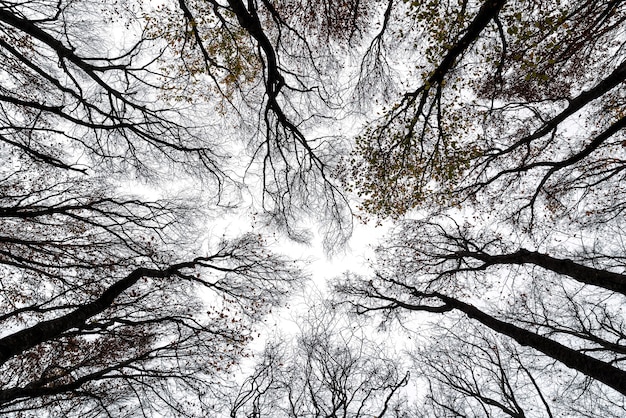 Bare crowns of trees against the sky