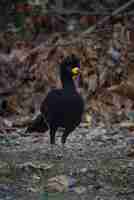 Photo bare faced curassow in a jungle environment pantanal brazil