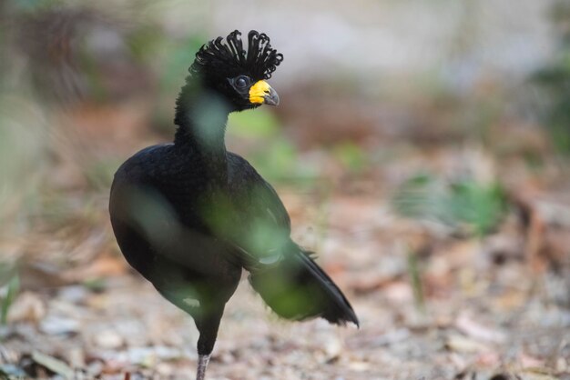 Bare faced Curassow in a jungle environment Pantanal Brazil