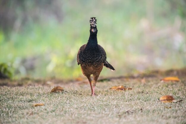 Bare faced Curassow Mato Grosso National Park Brazil