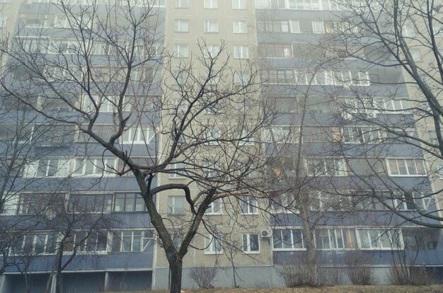 Bare foggy tree with residential building on background