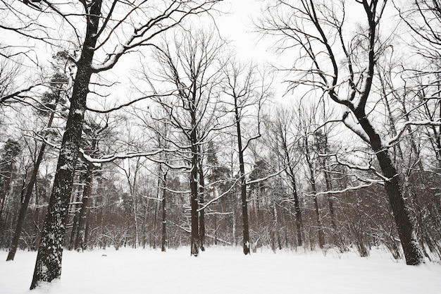 Bare oaks and pine trees in winter forest