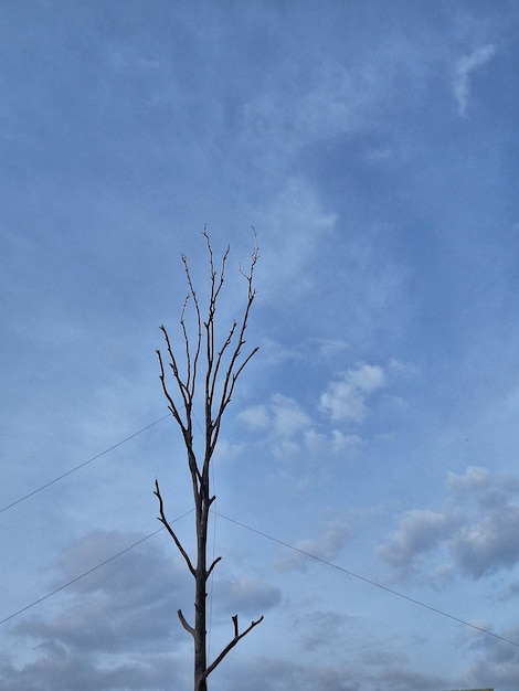 a bare tree against a blue sky with clouds.