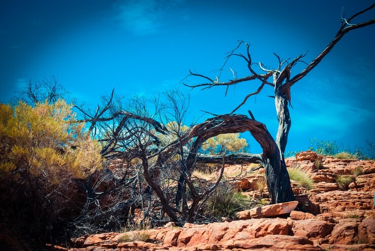 फोटो bare tree against blue sky