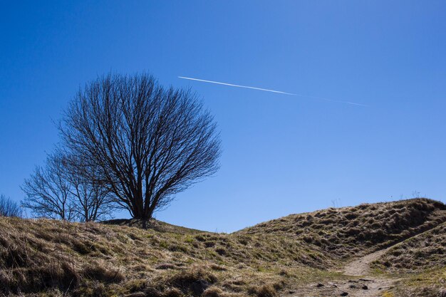 Bare tree against clear blue sky