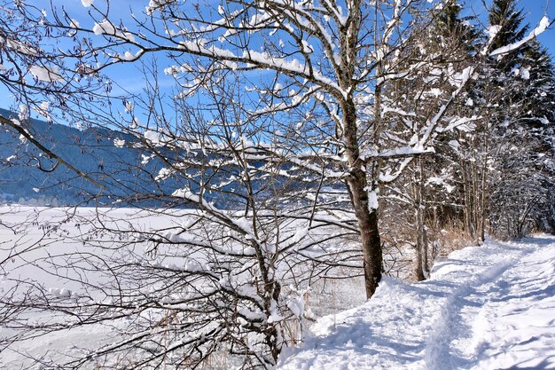 Photo bare tree against clear sky during winter