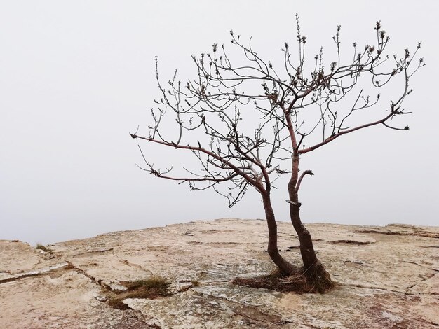 Photo bare tree against clear sky