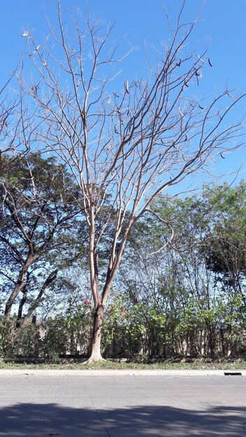 Bare tree against clear sky